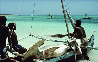 Fishermen with a hammer head shark whose fins will be sold into the Asian restaurant trade.