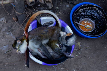 In Igende, a village on the Ruki River, monkeys lie in a basin before being taken to market where each one will fetch around USD 20.00.