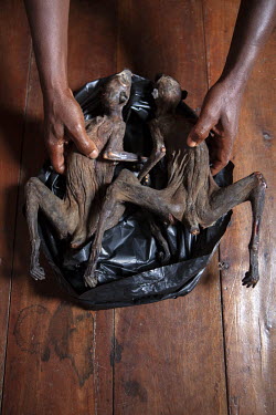 A restaurateur displays a pair of lemurs that have been dried and are ready for preparation and cooking. A dish of lemur is sold for about 3,000 Aryary (GBP 1.00). The lemurs are mostly hunted in May,...