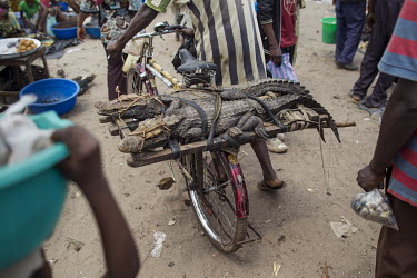 A pair of crocodiles bound to a bicycle are wheeled through the town's river front market.