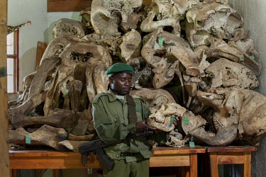 The skeletons of elephants killed between 1998 and 2007 in Kahuzi Biega National Park.
