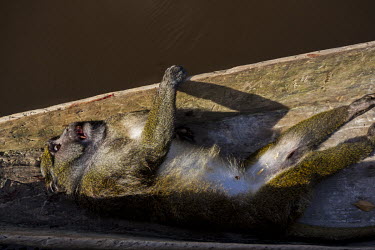 A dead monkey, which will be sold as bush meat, lies in the front of a canoe on the Congo River.