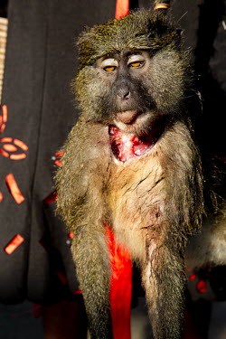 In Igende, a village on the Ruki River, a monkey is taken to market where it will fetch around USD 20.00.