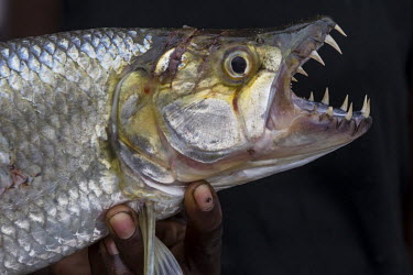 A tigerfish or Mbenga from the Congo River.