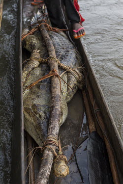 A man moors his canoe (pirogue) alongside a flotilla of barges sailing up the Congo River. He has come to try and sell a Central African slender-snouted crocodile, a species that is classified as enda...