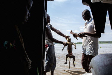 A monkey is prepared for cooking by people on board a vessel operated by JCM Services (Jesus Christ Merveilleux Services) travelling on the River Congo.
