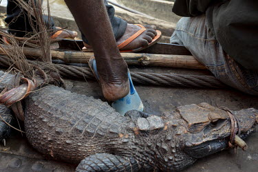 A crocodile being sold by people from a passing village who came on board a vessel operated by JCM Services travelling on the River Congo. The crocodile was being offered for about GBP 19.50.