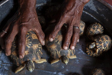 A smuggler with a batch of radiated tortoises (A. radiata) which are smuggled to Europe and America where they can fetch high prices.