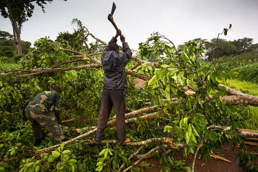 Men use axes and hatchets to clear a tree that has fallen across the road between Manono and Ankoro after a heavy storm.