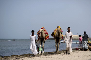 Rashaida bedouins with their camels walk along the seafront at the Gurgusum Beach Resort Hotel where many of the tourists are Eritreans who live overseas and have returned for a visit to their home co...