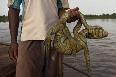 A man travelling on a Congo River barge holds a large trussed up lizard which will be eaten later. There are several large bushmeat markets between Yakata and Mobongo. They supply fresh bush meat to p...