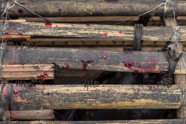 Blood from a bat that was killed for the pot by a hunter, travelling on a Congo River barge, who keeps the live animals in a cage. He slaughters them during the journey with a bite to the neck, runnin...
