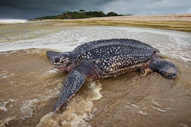 A leatherback sea turtle on the beach.
