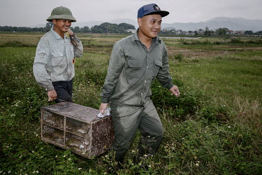 Specialist rat catchers carry a cage full of the rodents that the men have caught in farmland. The rodents are considered a delicacy in the region and catching them is an activity that is passed down...