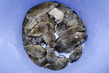 A bucket containing rats which have been caught in farmland by specialist catchers. The rodents are considered a delicacy in the region and catching them is an activity that is passed down through the...