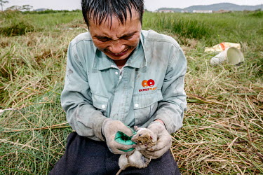 A man catching rats in the thick undergrowth on farmland is bitten by one of the animals despite the thick gloves he is wearing to protect himself. The men use spades to dig up the rat's burrows and f...