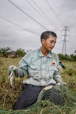 Hung (39) catching rats in the thick undergrowth on farmland. The men use spades to dig up the rat's burrows and force them to the surface where they ensnare them in nets. The rodents, considered a de...