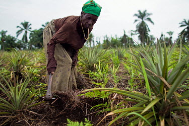 A elderly woman clearing weeds while working on a pineapple plantation.
