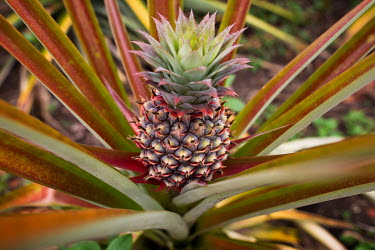 A pineapple growing in a plantation.