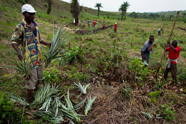Workers plant pineapples at a plantation.