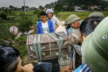 Children look on as a rat catcher transfers a the day's haul of rats that have been caught in undergrowth on farmland. The rodents, considered a nutritious delicacy in the region, are commonly found i...