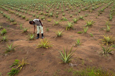 A worker checks young pineapples growing on a plantation.