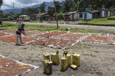 A man rakes over cocoa drying on sheets on the ground near the Rwenzori Mountains.