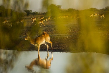 A black lechwe (Kobus leche) drinking in a small river.