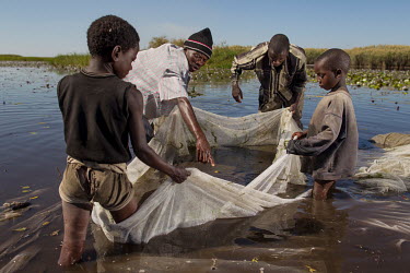 Men and boys fishing with sewn together mosquito nets, a method that threatens stocks by scooping up too many small fish, an unintended consequence of the distribution of nets to prevent malaria. In t...