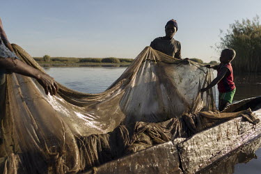 Men fishing with mosquito nets, a method that threatens stocks by scooping up too many small fish, an unintended consequence of the distribution of nets to prevent malaria. In the Bangweulu Wetlands,...