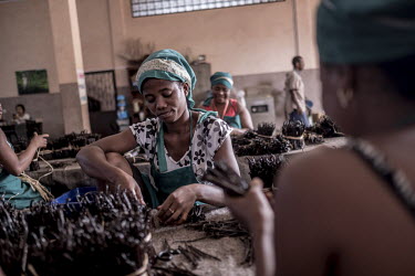 Workers make bundles of vanilla pods at a warehouse in Antalaha.