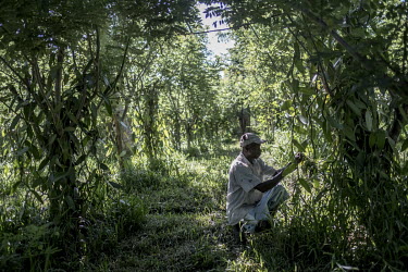 A plantation worker manually pollinates a vanilla flower in a plantation near Antalaha. With each flower needing to be hand-pollinated, vanilla production is a labour-intensive enterprise.