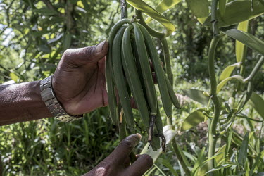 Unripe vanilla pods hang on the vine at a vanilla plantation near Antalaha.