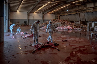 Veterinarians inspect dead animals for signs of disease before they are processed at the Abapor-ETSA recycling plant. The facility processes dead animals: cows, pigs, goats, sheep, poultry, dogs and c...