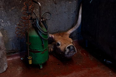 A cow's head sits on the floor in a corner at the Abapor-ETSA recycling plant. The various waste food and packaging will be processed into dog and cattle food, organic fertilizer, cosmetics, organic c...