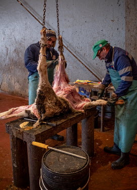 Two butchers skin a calf at the Abapor-ETSA recycling plant. The facility processes dead animals: cows, pigs, goats, sheep, poultry, dogs and cats. The dead livestock is skinned, the hides being proce...