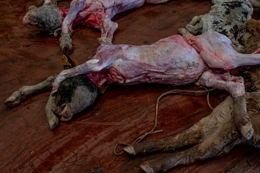 The cadaver of a skinned calf at the Abapor-ETSA recycling plant. The facility processes dead animals: cows, pigs, goats, sheep, poultry, dogs and cats. The dead livestock is skinned, the hides being...