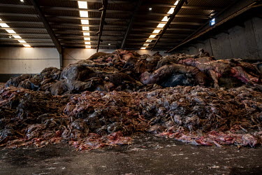 A huge pile of dead animals at the Abapor-ETSA recycling plant. The facility processes dead animals: cows, pigs, goats, sheep, poultry, dogs and cats. The dead livestock is skinned, the hides being pr...