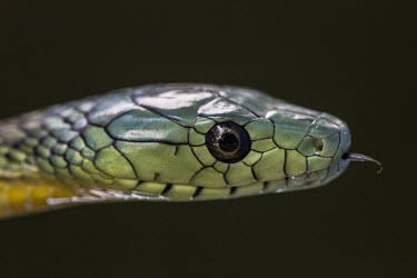 The head of a poisonous green mamba snake.