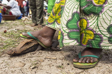 A woman places a foot on a dwarf crocodiles for sale in a local market.