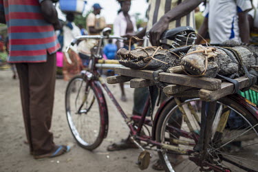 A pair of dwarf crocodiles bound to a bicycle are wheeled through a market.