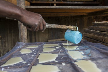A worker on a plantation producing Papain pours latex collected from papaya fruits onto plastic sheets in order to dry it. Papain is present in papaya and is produced from the latex of the papaya frui...