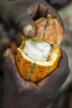 A smallholder farmer opens a cocoa bean pod on his farm at the foot of the Ruwenzori Mountains.
