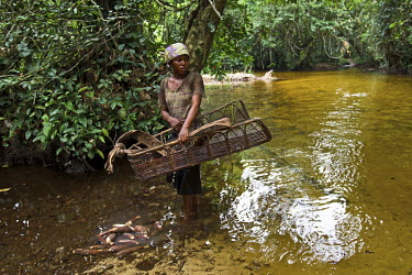 A woman carrying a basket washes manioc roots in a small river. Manioc is poisonous and has to be cleaned for three days to get the toxic concentrations of cyanogenic glucosides out.