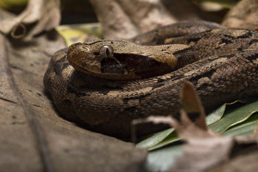 A Bitis Gabonica (Gabon viper). A huge fat viper, with a broad, white, flat, triangular head and body with a remarkable geometric pattern which grows to around 1.75 metres. A slow-moving, placid, noct...