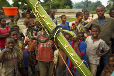 Villagers watching a captured small green Jameson's mamba. A big, slender, tree snake with a long head and a small eye that has an average length of between 1.5 to 2.2 m.