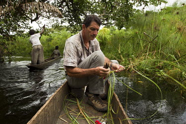 A canoe (pirogue) being paddle by a woman passes French entomologist Bruno Le Ru as he looks for caterpillars among grasses in an area of flooded forest.