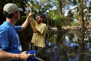 Biologists Emmanuel and Tobias, specialists in tropical fish, study specimens caught in a section of flooded forest.