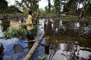 Biologist Emmanuel Vreven, a specialist in tropical fish, study specimens caught in a section of flooded forest.