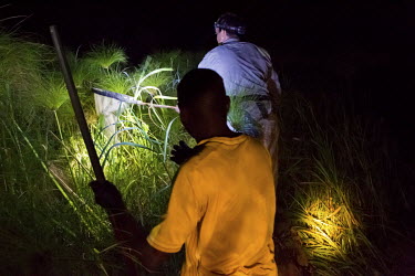 A Danish herpetologist looking for frogs at night in a small river near Kona.